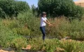 Revolución verde en el Sáhara : startup marroquí transforma desiertos en oasis agrícolas