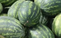 Sandías y melones : Marruecos sacude a los productores españoles