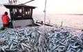 Las sardinas se alejan y el combustible se dispara : la doble trampa de los pescadores marroquíes