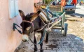 ¿Se ha comercializado discretamente carne de burro en Souss-Massa ?