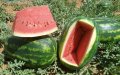 La sed de la sandía : cómo el cultivo intensivo amenaza el agua y el futuro de Ouarzazate