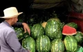 Sequía en Marruecos : La polémica prohibición del cultivo de sandías para salvar el agua