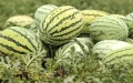 Sequía en Marruecos : Tinghir prohíbe el cultivo de sandía para salvar sus recursos hídricos