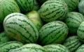 Sequía en Marruecos : Tinghir prohíbe el cultivo de sandías para preservar el agua