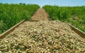 Por sí solo, Marruecos compra tres veces más almendras estadounidenses que el resto del norte de África