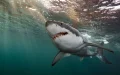 Tiburón ataca a turista alemana cerca de Canarias : España pide ayuda a Marruecos