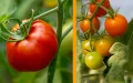 El tomate marroquí se estanca, los productores franceses se aprovechan