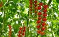 Tomates belgas en Marruecos : Den Berk Délice expande su producción ante crisis energética