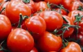 Tomates marroquíes : ¡El Reino aplasta la competencia con el 70% del mercado europeo !