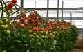 Tomates : Marruecos impone su ley a España