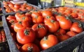 Los tomates se disparan en Francia, Marruecos es el culpable