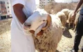 La tradición del Aïd al-Adha se desvanece : 1 de cada 8 hogares marroquíes abandona el sacrificio