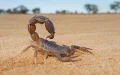Tragedia en Azilal : Escasez de antídotos cobra vidas infantiles por picaduras de escorpión
