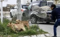 Tragedia en Casablanca : Perros callejeros cobran otra vida infantil