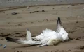 Tragedia ecológica en Tánger : Vertedero amenaza a aves migratorias en reserva natural
