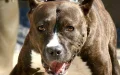 Tragedia en El Jadida : Pitbull mata a sexagenario tras altercado con dueño drogado