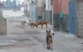 Tragedia en Kénitra : Perro callejero con rabia cobra la vida de dos menores