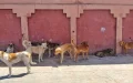 Tragedia en Marrakech : Muere niño por rabia tras mordedura de perro callejero