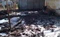 Tragedia en Marruecos : 158 caballos mueren por negligencia tras incautación