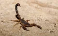 Tragedia en Marruecos : Muere niño por picadura de escorpión ante escasez de antídoto