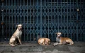 Tribunal de Casablanca aplaza juicio sobre ataque canino : Controversia por nuevas pruebas