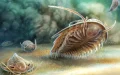 Trilobites revelan secretos del Cámbrico : Hallazgo único en Marruecos