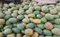 La Tuna se Convierte en un Producto de Lujo en Marruecos