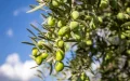 Turquía preserva 364 variedades de olivo : El tercer banco genético más grande del mundo