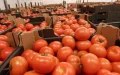 La UE endurece controles : Productores marroquíes temen por el futuro del tomate