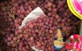 Uva rosa : La innovadora apuesta de un agricultor francés contra el cambio climático