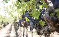 Viñedos marroquíes : Innovación y resistencia frente al cambio climático