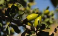 Viticultores del Rosellón apuestan por el argán marroquí ante la sequía