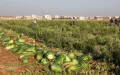 Zagora : Destruyen cultivos ilegales de sandías y melones para combatir la sequía