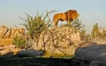 El zoo de Casablanca renace : Primeros animales llegan tras años de renovación