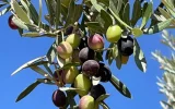 Tras una cosecha excepcional, Marruecos podría perder 80 millones de kilos de aceite de oliva