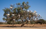 Marruecos : cabras escaladoras de árboles de argán explotadas para el turismo