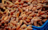 Marruecos cierra el grifo y los dátiles tunecinos buscan compradores en otros lugares