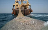 Un virus detectado en sardinas de Sudáfrica preocupa hasta en Marruecos