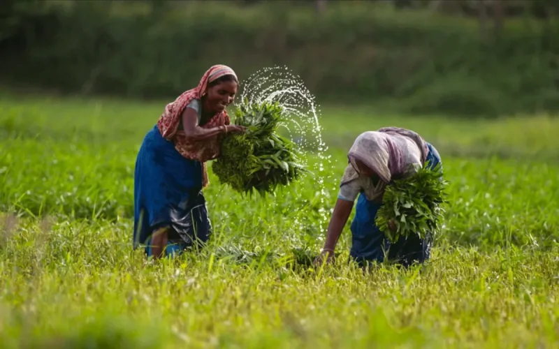 280.000 toneladas en tres semanas : Bangladesh se lanza a por los fertilizantes marroquíes