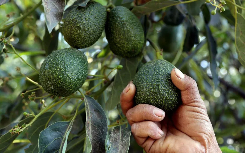 Aguacates marroquíes enfrentan desafío colombiano en mercado europeo