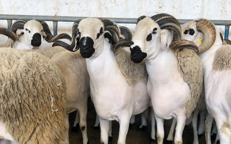 Aíd al-Adha en Marruecos : Mataderos colapsan ante avalancha de ovejas en Casablanca