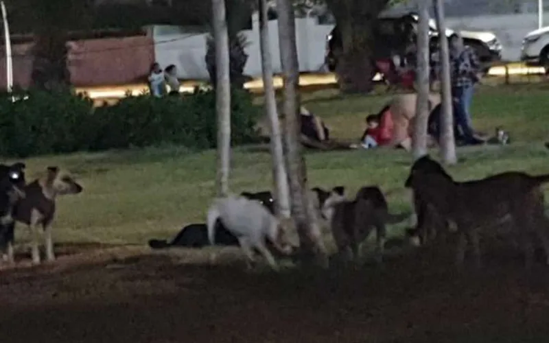 Alarma en Berrechid : Jaurías de perros callejeros siembran el pánico en las calles