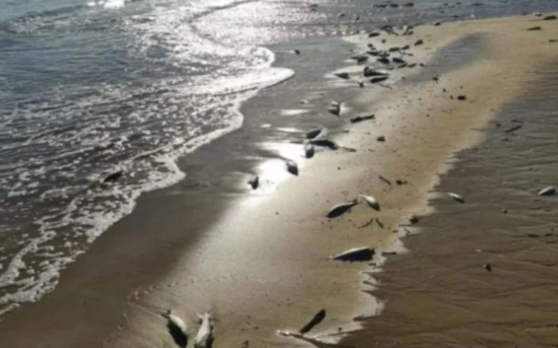 Alarma ecológica en Sidi Ifni : Millones de anchoas muertas invaden playas marroquíes