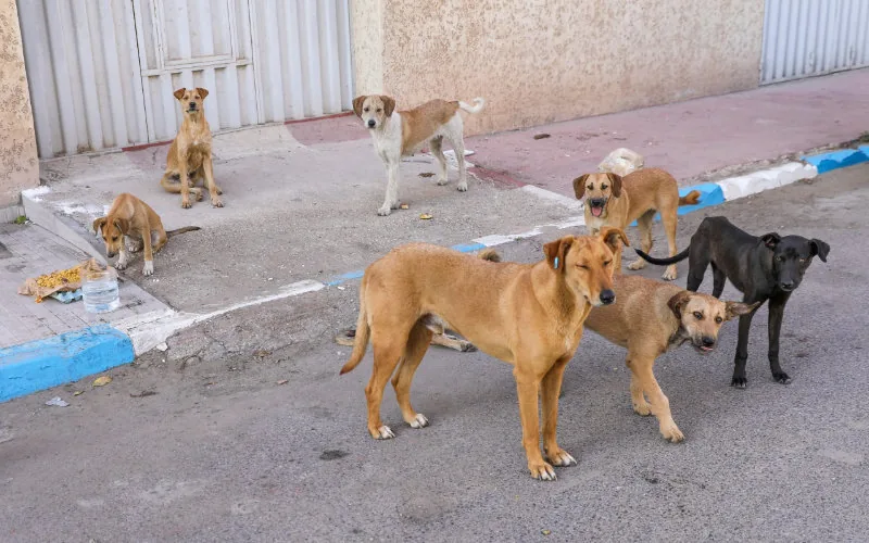 Alarma en Salé : Jaurías de perros callejeros amenazan la seguridad ciudadana