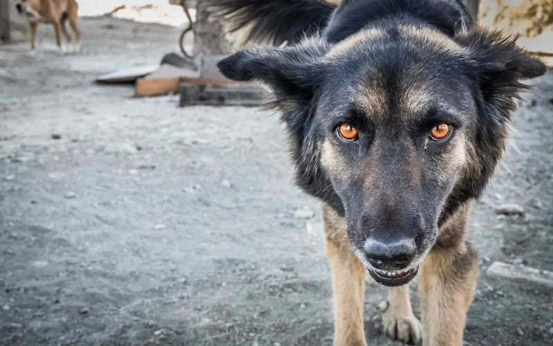 Alarma en Tánger : Turista atacado por perro callejero en el puerto desata polémica sobre seguridad