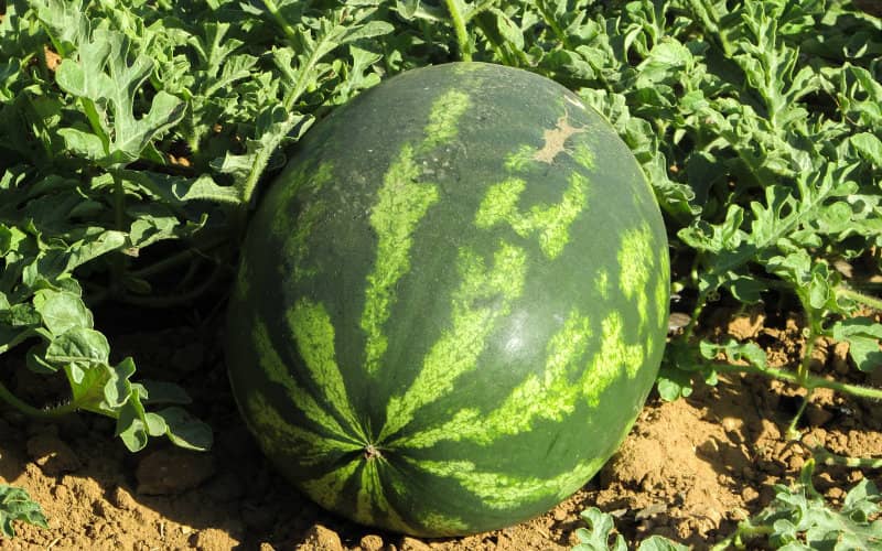 Alarma en Zagora : El cultivo intensivo de sandía amenaza el equilibrio ecológico y social