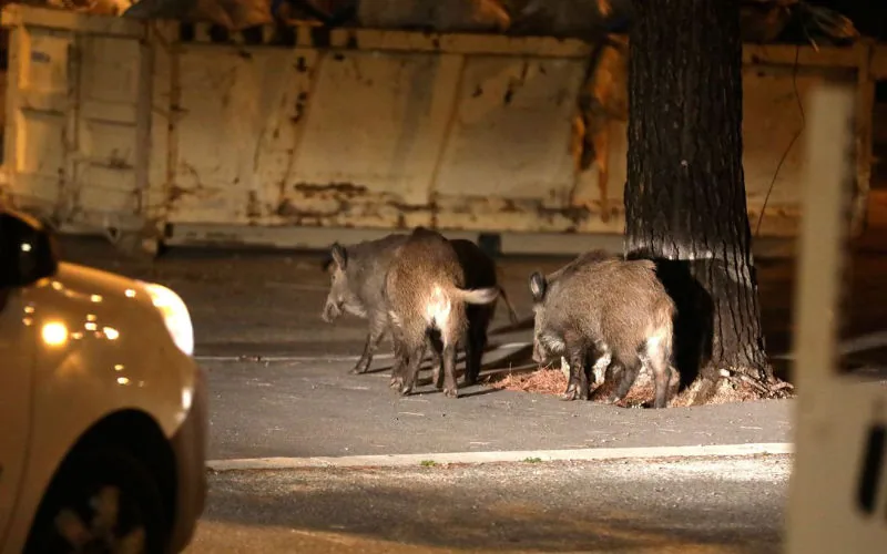 Alerta en Essaouira : Jabalíes invaden calles y atemorizan a vecinos