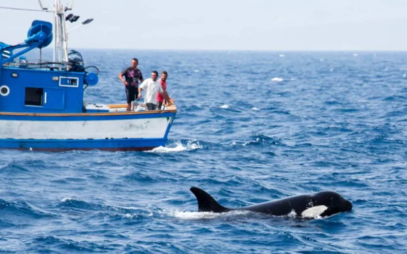 Alerta en el Estrecho : Orcas atacan barcos pesqueros marroquíes y amenazan vidas