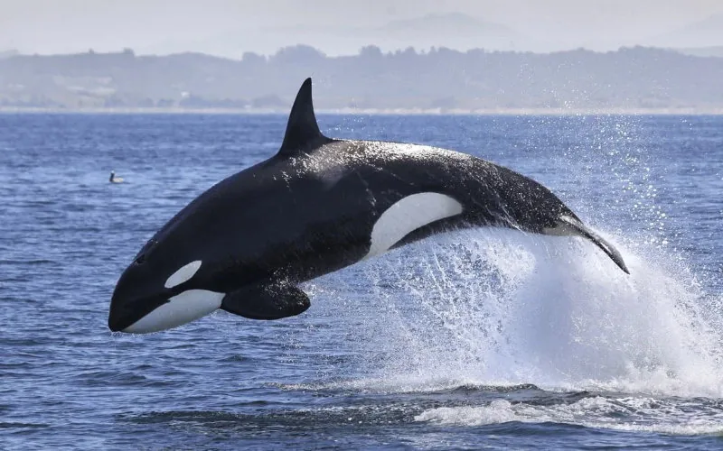 Alerta en el Estrecho : Orcas intensifican ataques a embarcaciones frente a Marruecos