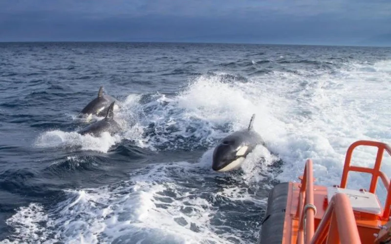 Alerta falsa : Las supuestas orcas de M'diq son delfines inofensivos, confirman expertos